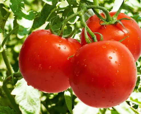 iranian tomato