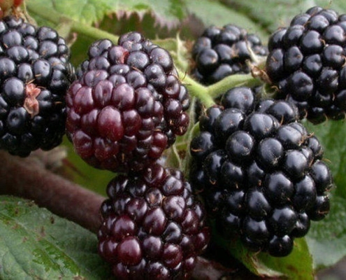 Black mulberry