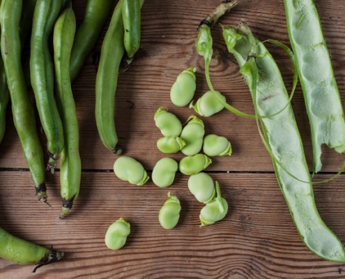 Broad bean