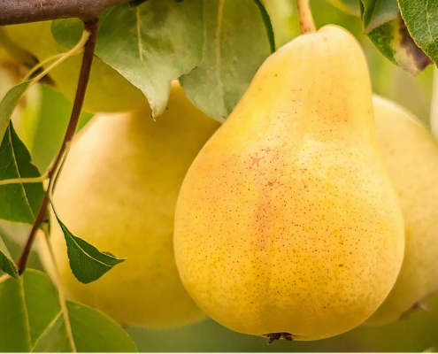 Pear