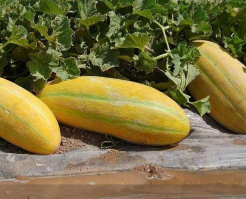 persian melon